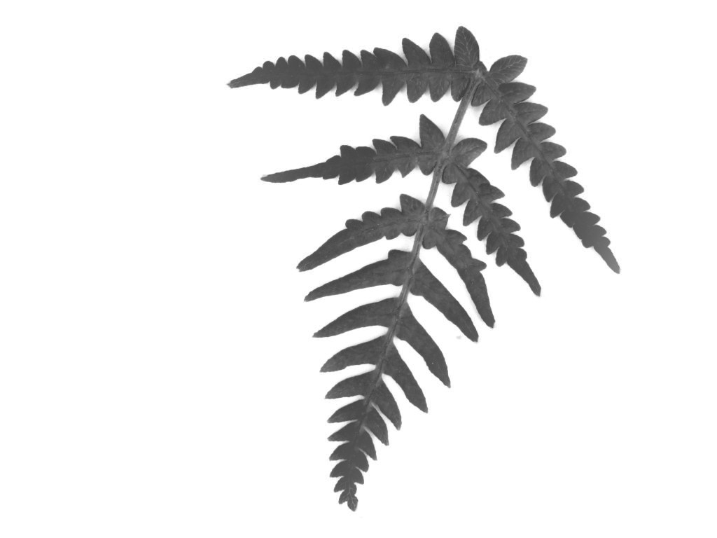 Fern Clip Art - Cliparts.co