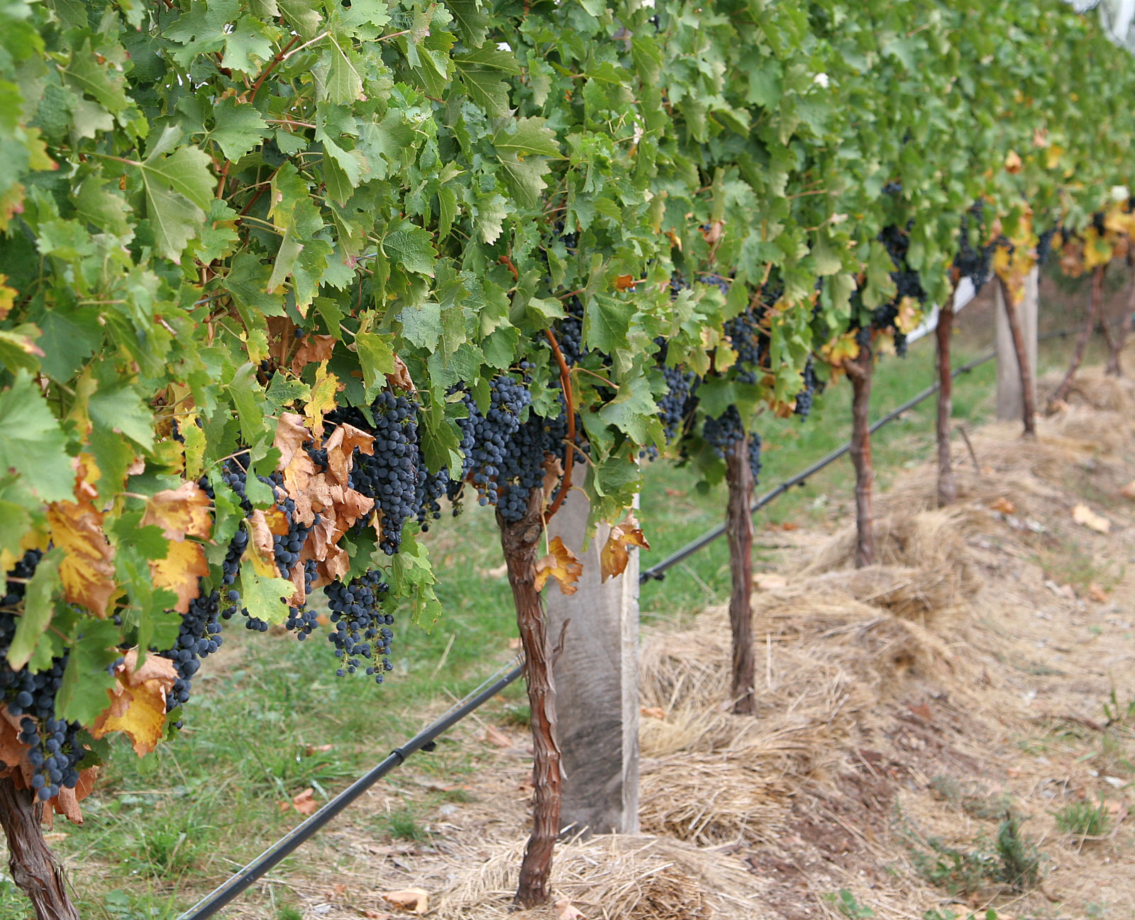 File:Grape vines.jpg - Wikimedia Commons