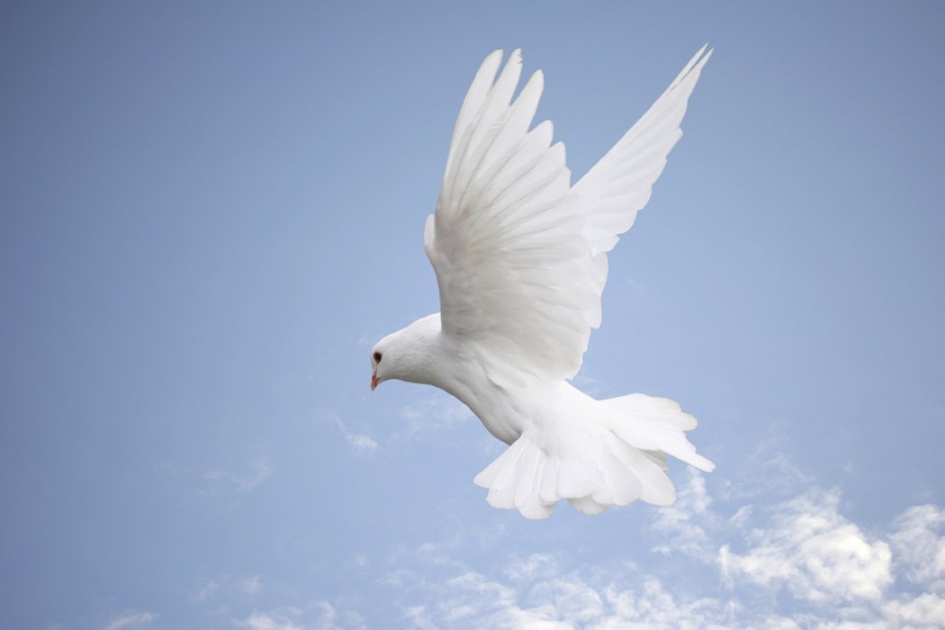 Be Wise As Serpents Gentle As Doves - Be Wise and Know