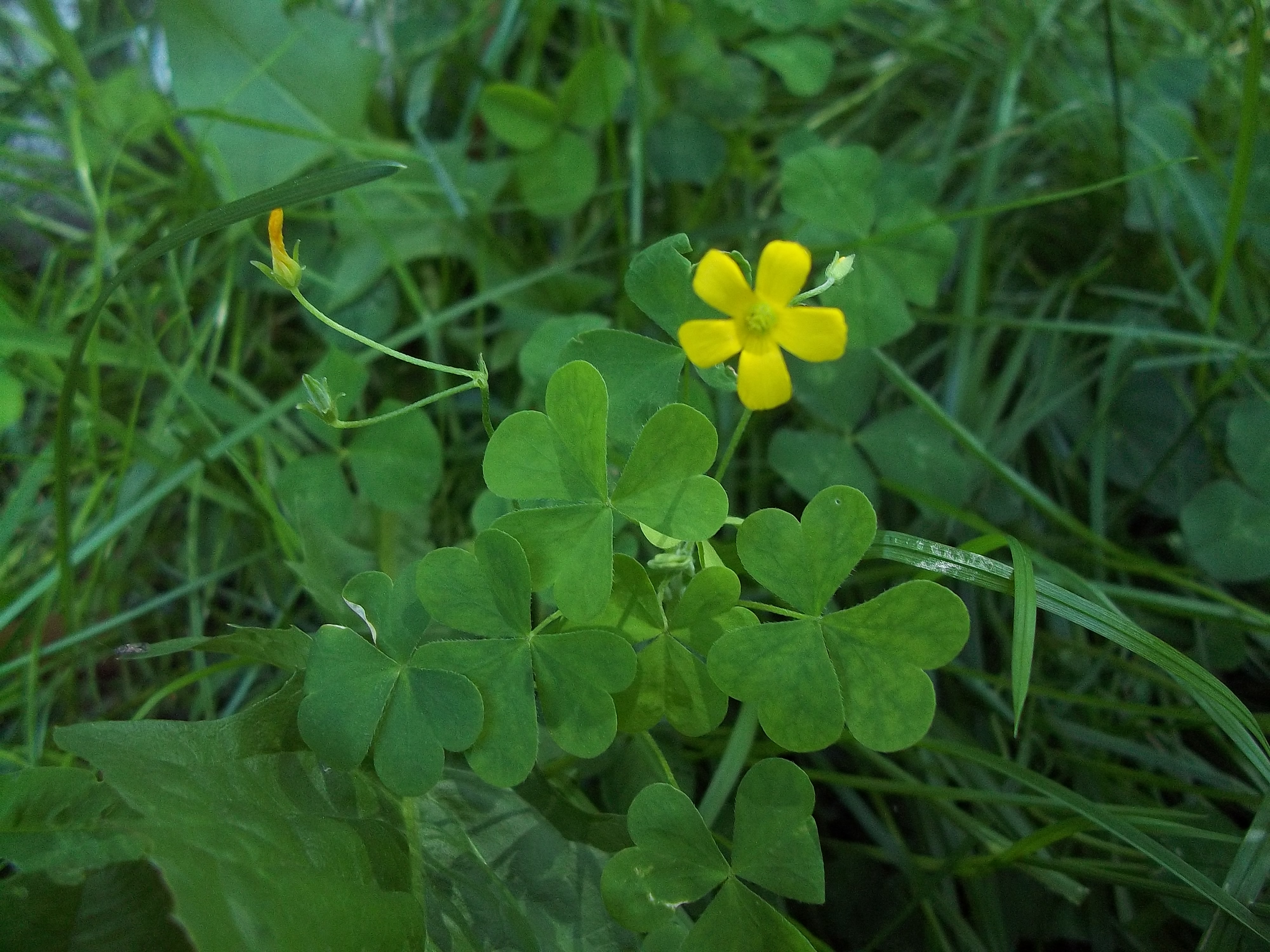 File:3 leaf clover.jpg - Wikimedia Commons