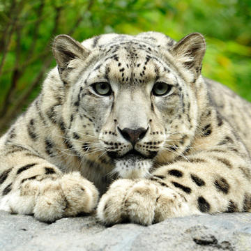 Exhibits - Central Park Zoo