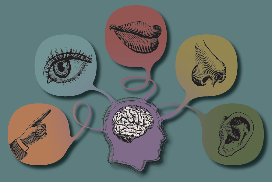 The Tasting Experience: Our Five Senses and Some of the Ways They ...