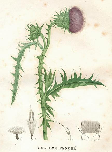 A Modern Herbal | Thistles