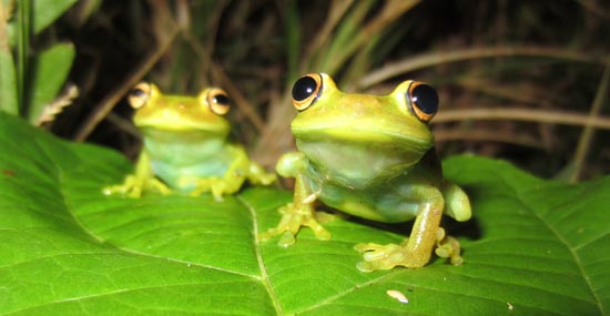 Save The Frogs Day - April 30, 2016