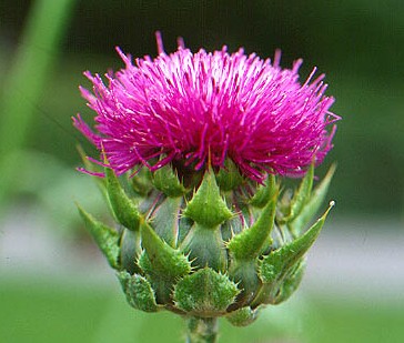 Healthy Living » Protect Your Liver with Milk Thistle