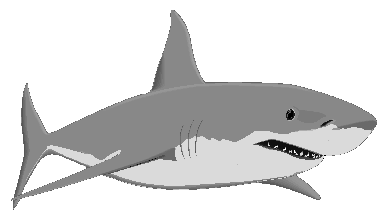Great White Shark Clipart - Gallery
