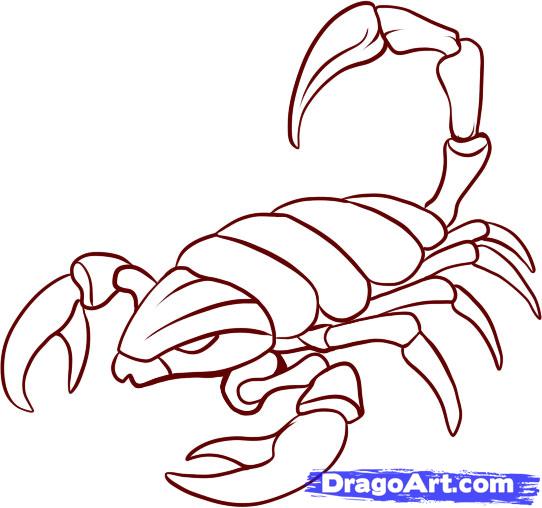 How to Draw Scorpions, Step by Step, Bugs, Animals, FREE Online ...