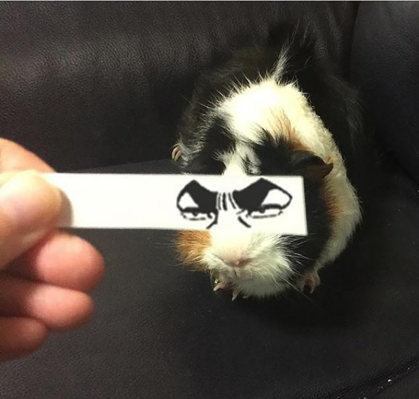 Cartoon Eyes On A Guinea Pig | Bored Panda