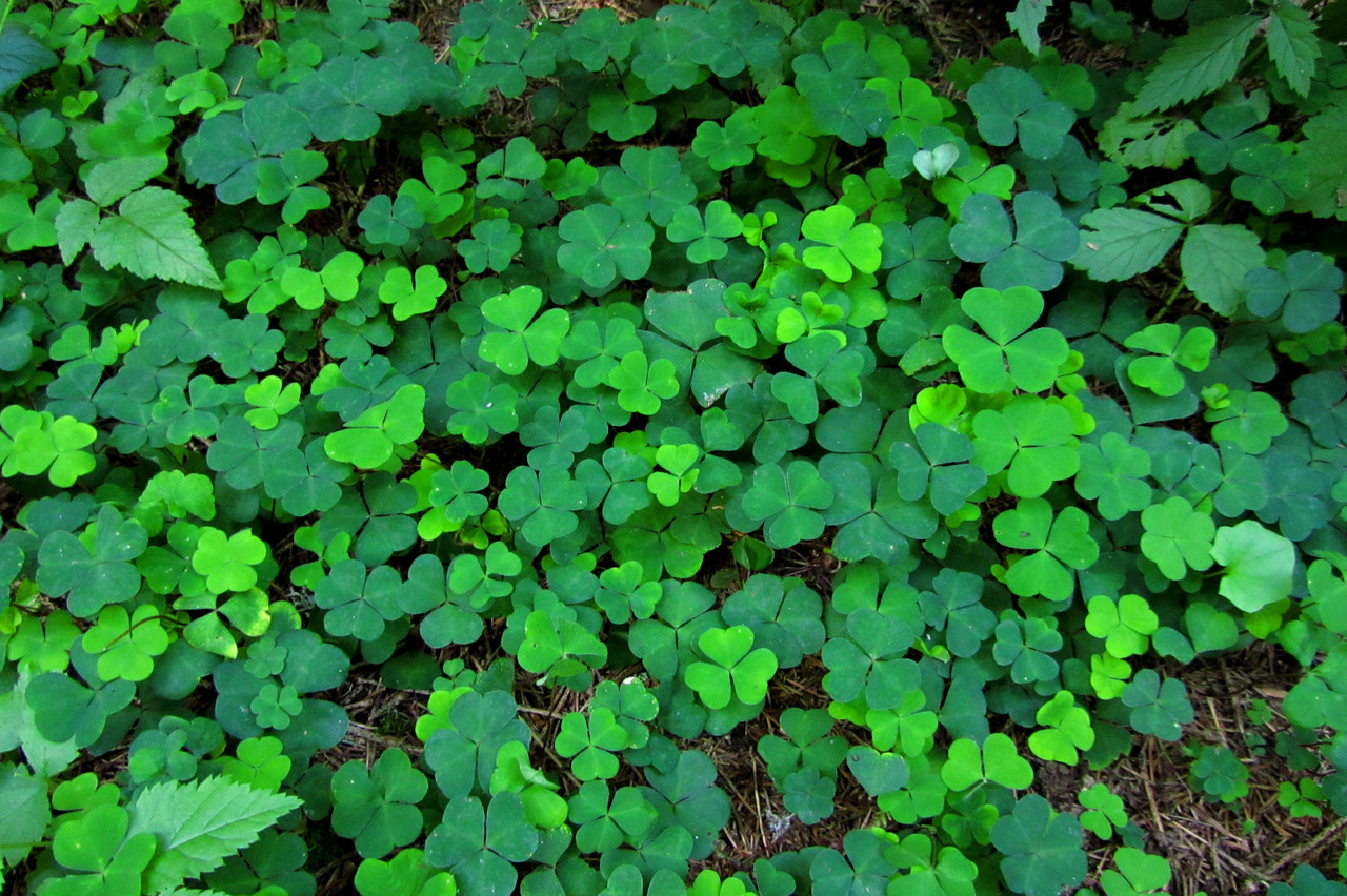 Introduction and History of St. Patrick's Day | Welcome to Cara ...