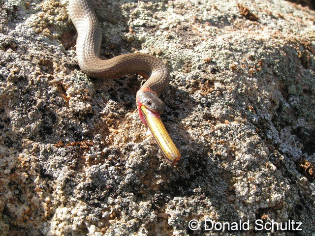 Pacific Ring-necked Snake - Diadophis punctatus amabilis