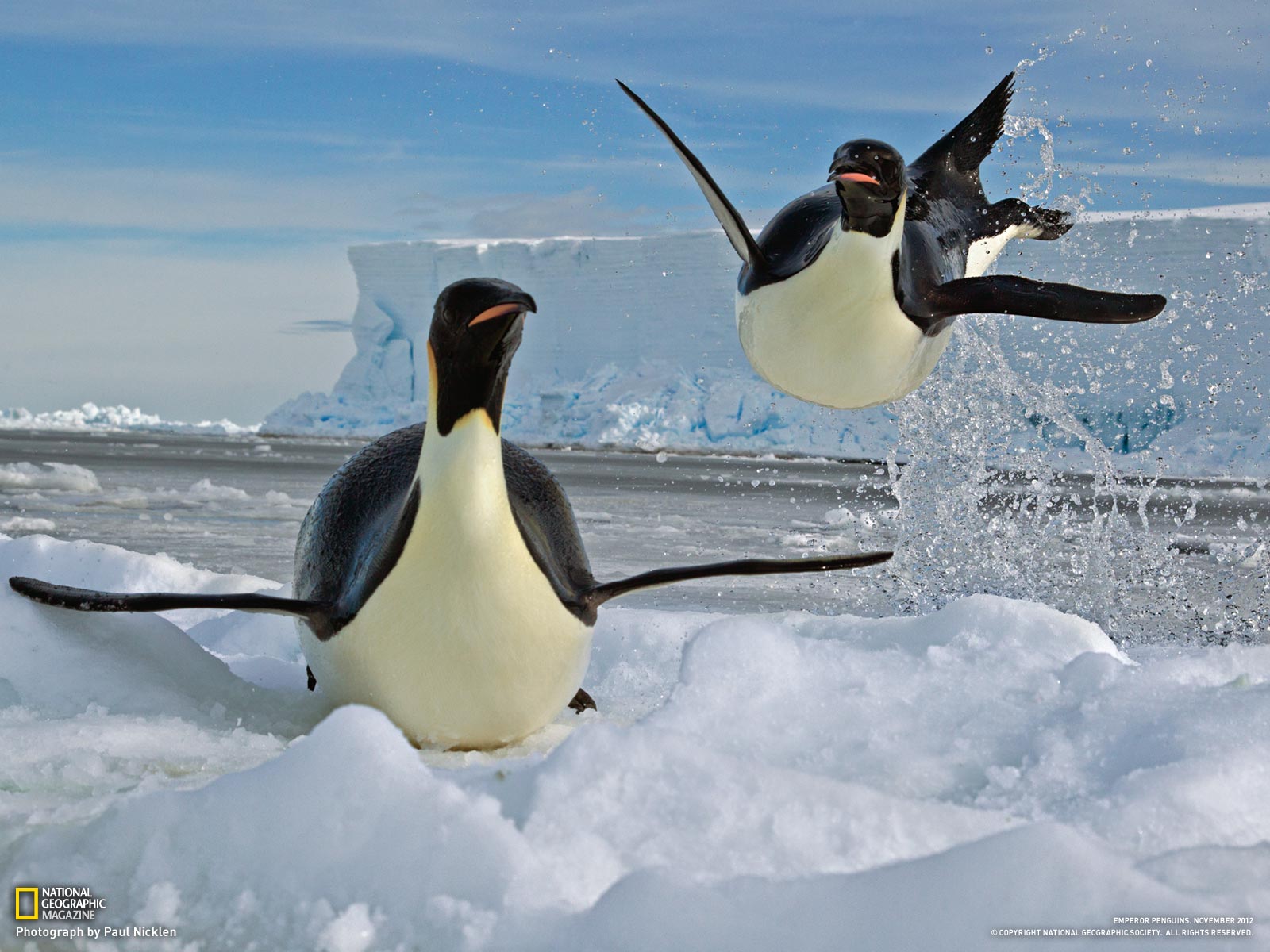 Emperor Penguins: Escape Velocity - Photo Gallery - Pictures, More ...