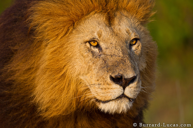 Lion Face - Burrard-Lucas Photography