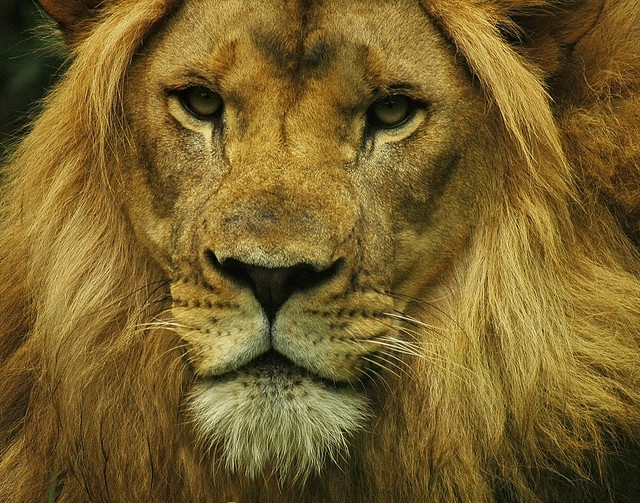 lion face | Skulls and Lions