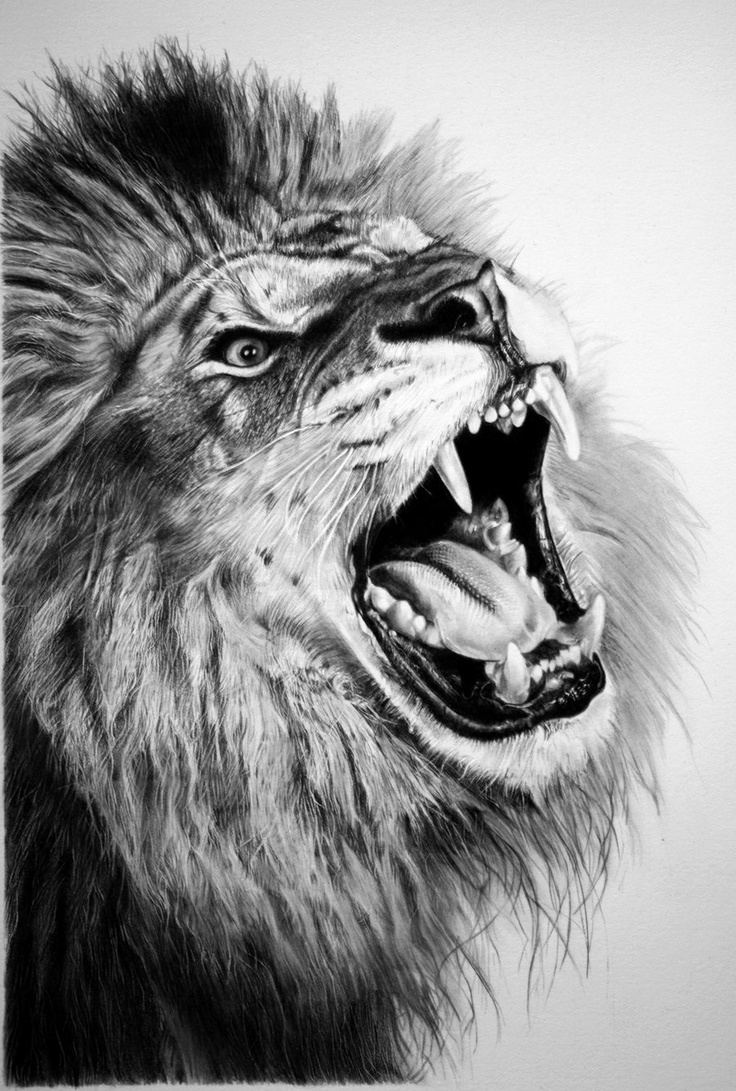 Lion Roaring Drawing Tumblr images & pictures - NearPics