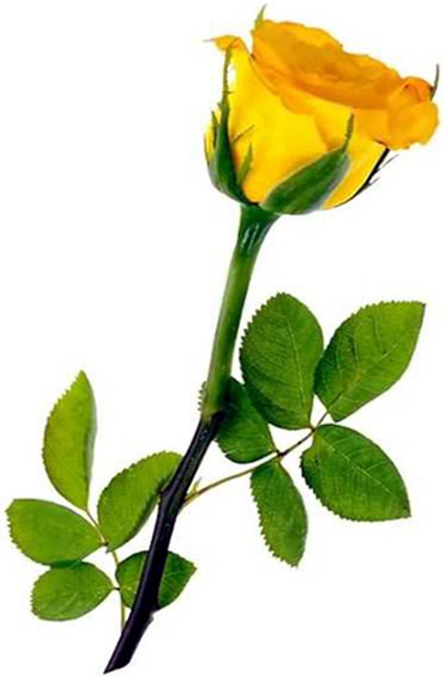 rose image - www.