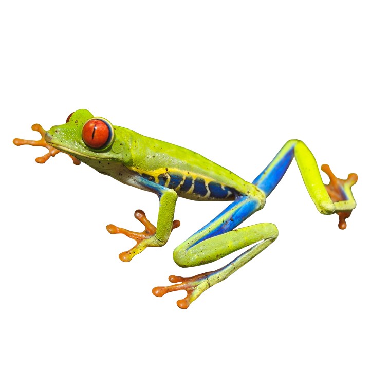 Pin Tree Frog Price Tattoo Pictures To Pin On Pinterest on Pinterest