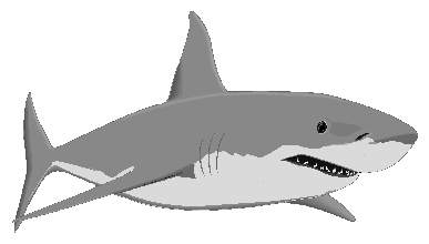 Animated Shark Swimming | Img Need