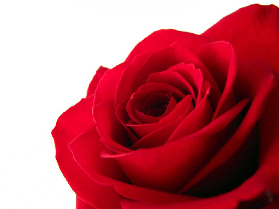Free Stock Photos | Red rose closeup | # 207 | Freestockphotos.biz