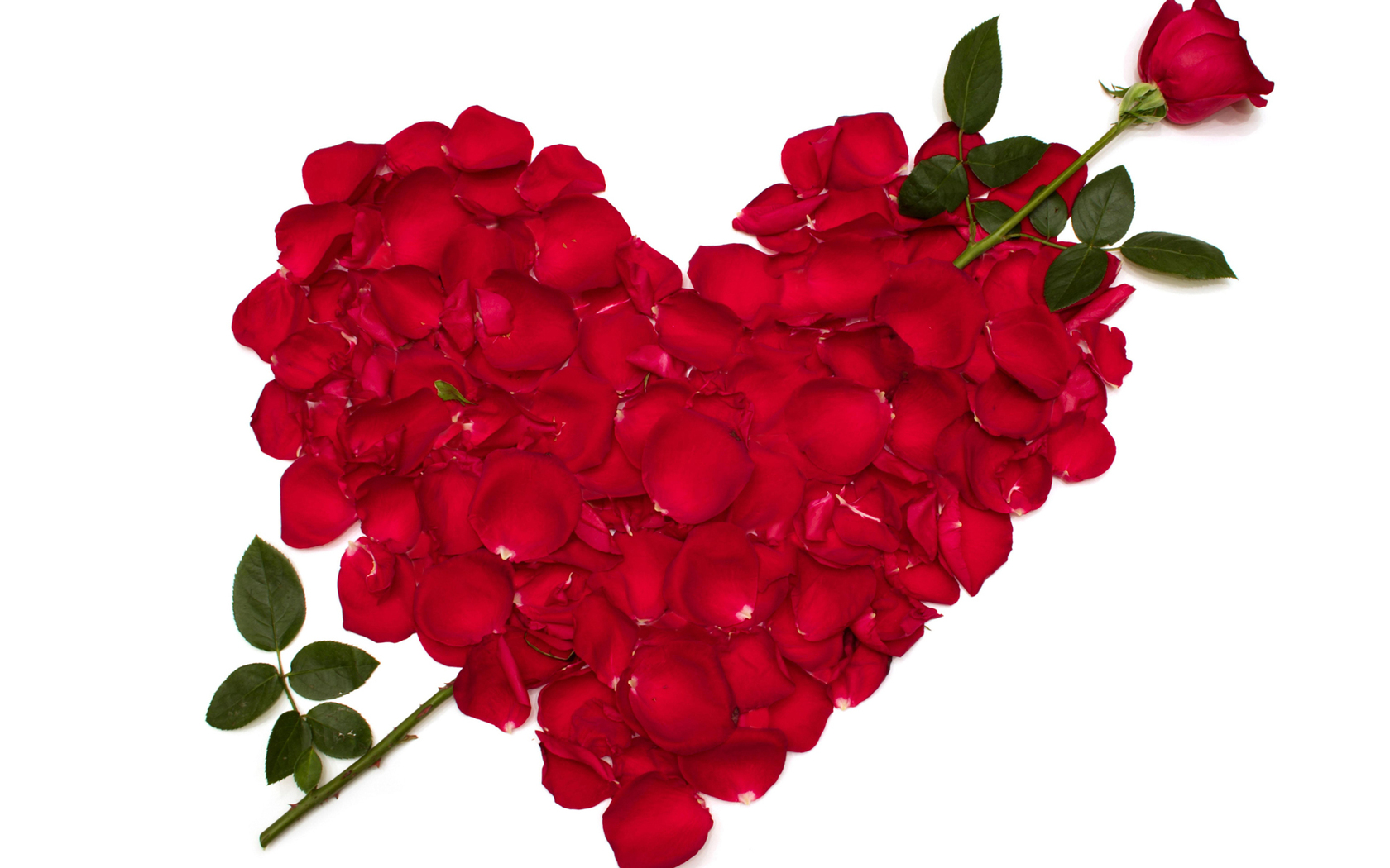 Loe Red Rose Flower Wallpaper Free Download #8997 Wallpaper ...