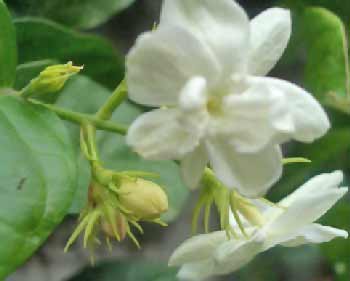 Information About Flowers: August 2012