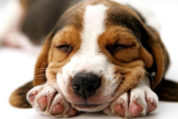 Dogs 101 | Animal Planet