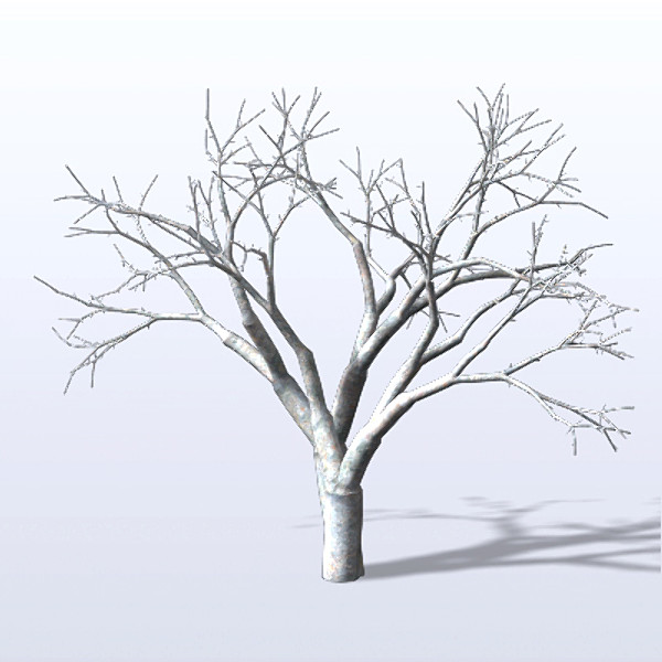 maya bare tree