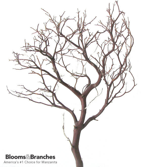 Natural Red Manzanita Branch 24 inches tall by salesdepartment