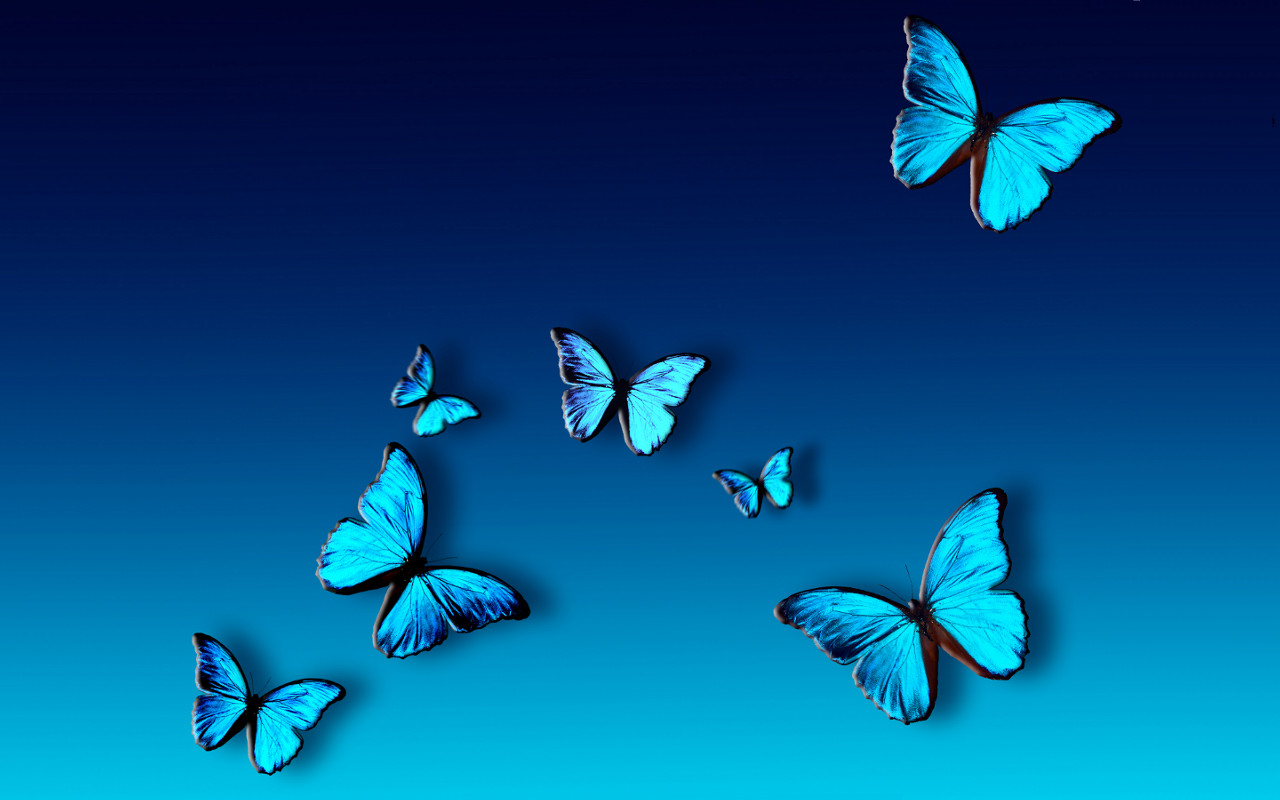 Blue Butterfly Hd Wallpaper | Full Free HD Wallpapers