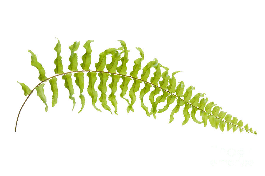 Fern Leaf by Atiketta Sangasaeng