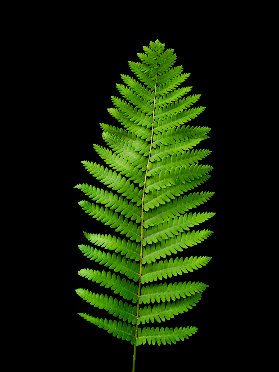 Fern leaf on black background www.rkjacobs.com Top Food ...