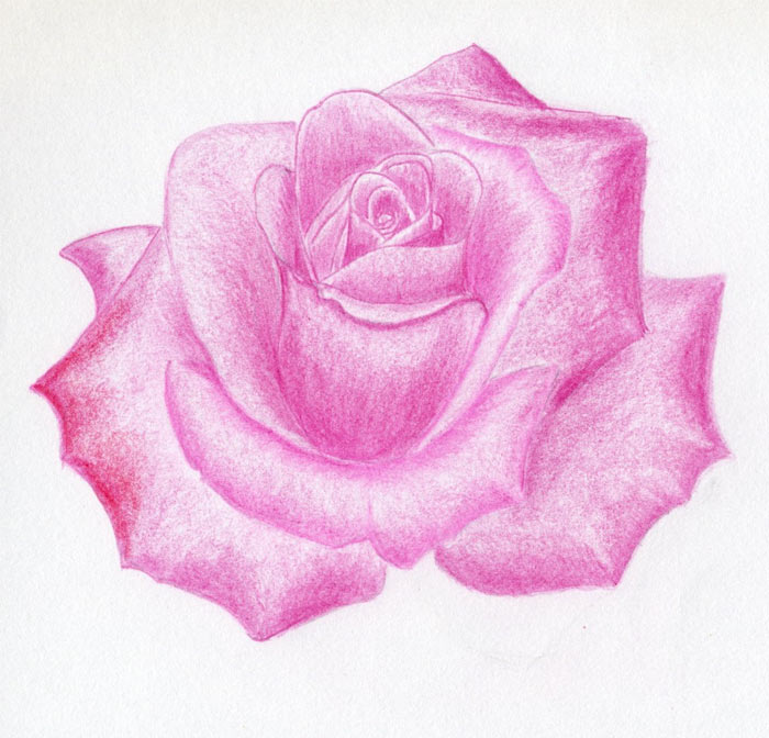 Draw a Rose Quickly, Simply And Easily