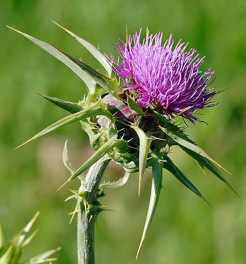 Thistle Honey - Honey TravelerHoney Traveler