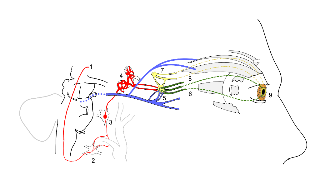 Pupil Archives - Neuro-ophthalmology - School of Medicine Blogs ...