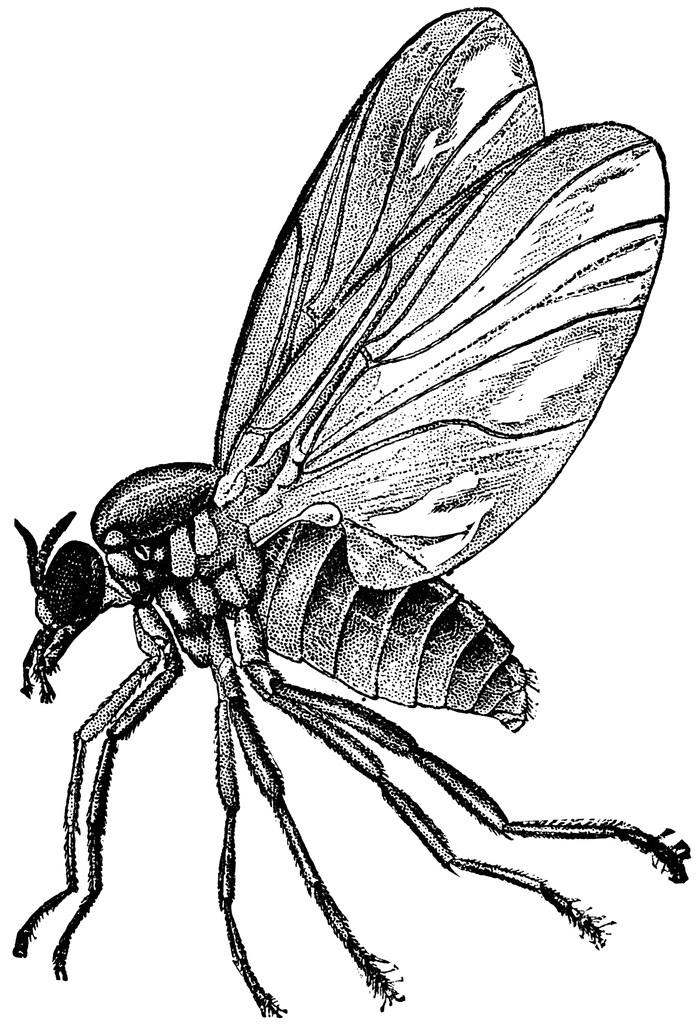 Buffalo Gnat | ClipArt ETC