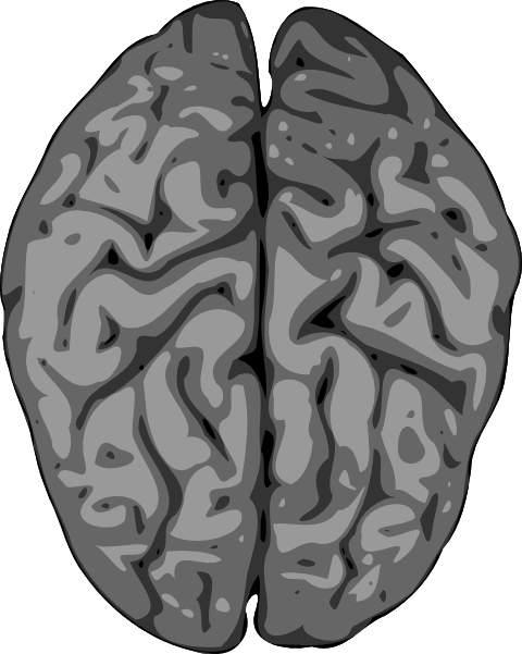 Grey Brain clip art Free Vector / 4Vector