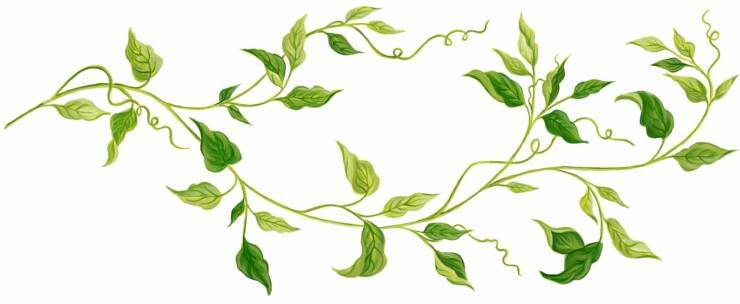 Vine Png Horizontal Images And Clipart - Free Clip Art Images