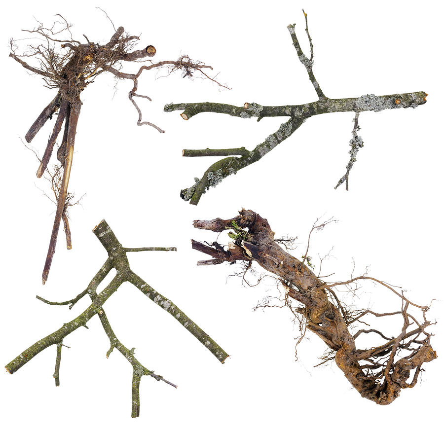 Branches And Roots Set For Halloween by Aleksandr Volkov