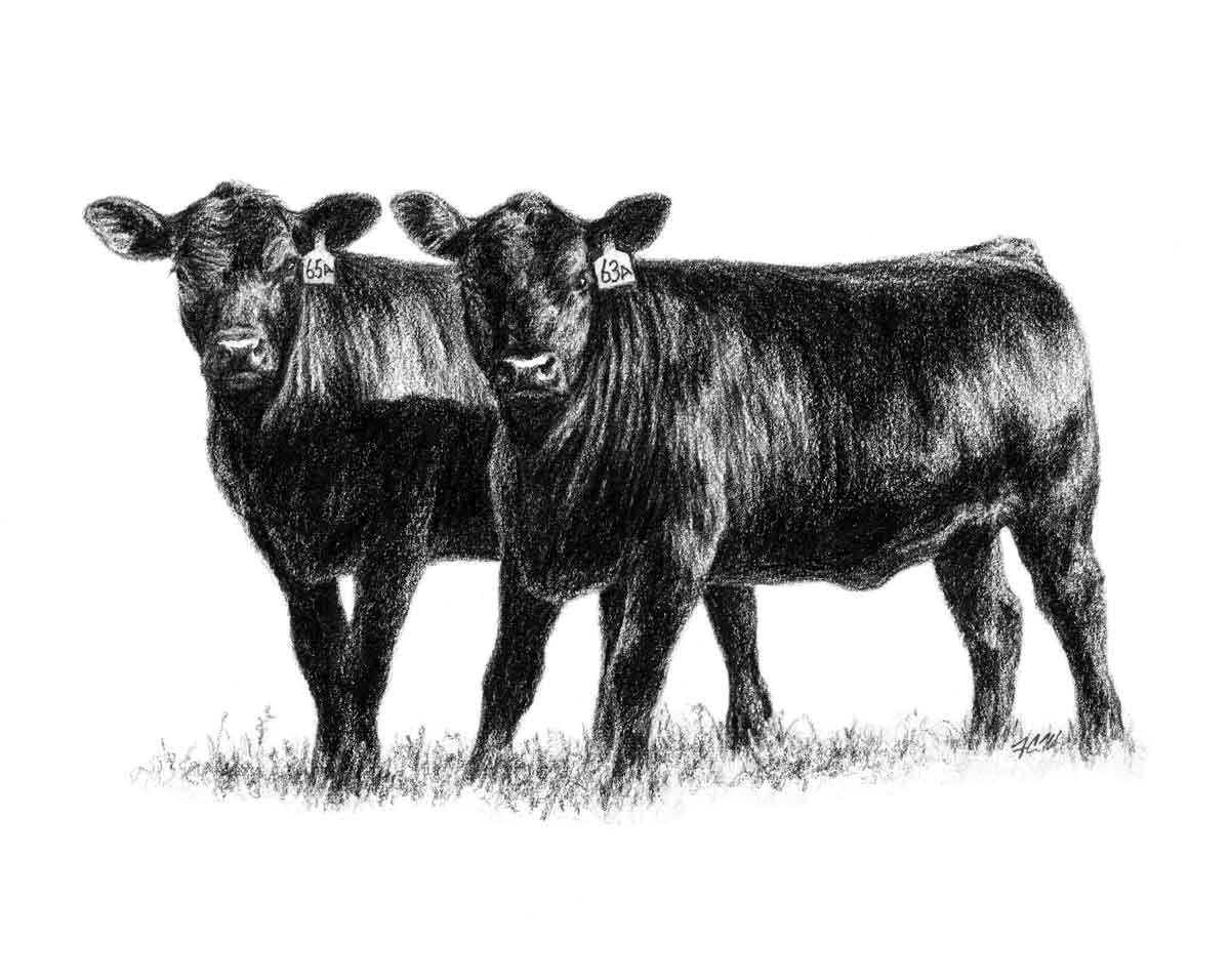 American Angus Association - Angus Screen Savers and Clip Art