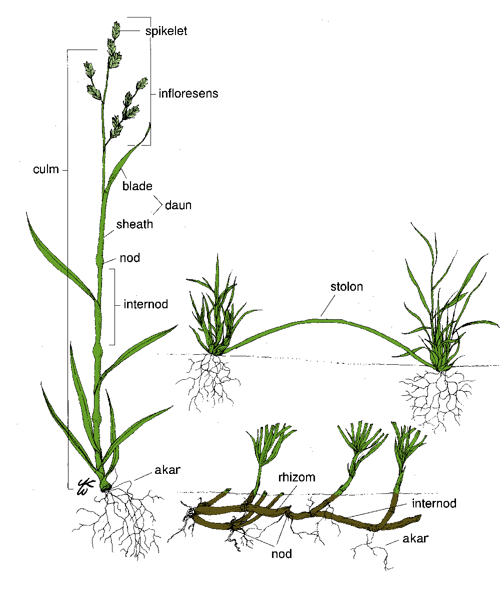 Rumput Png - Cliparts.co