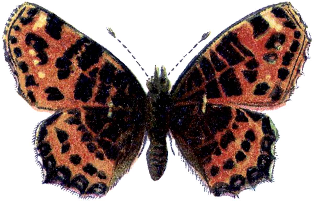 Butterflies and Bugs Archives - The Graphics Fairy