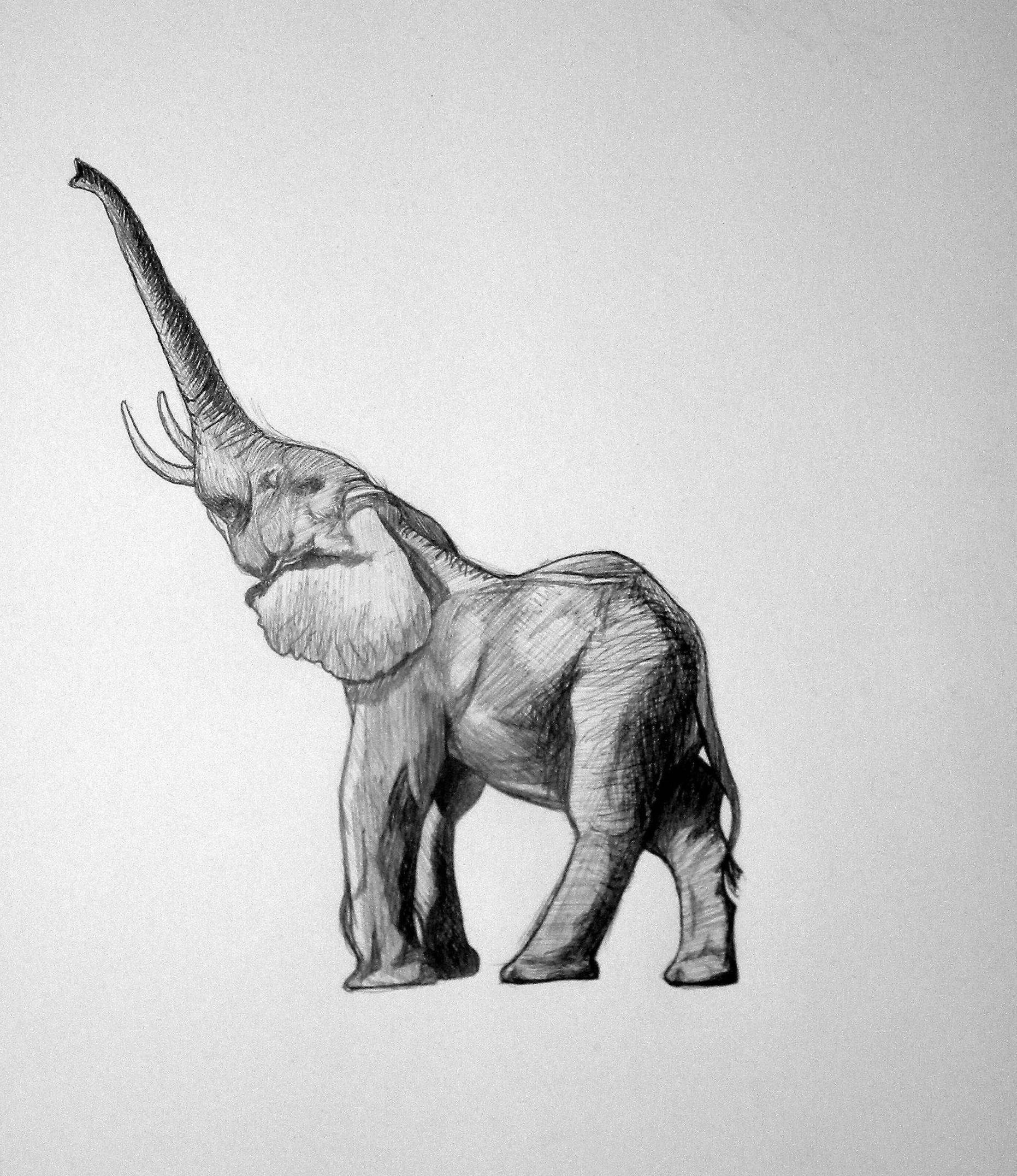 Baby Elephant Drawing Tumblr - Gallery
