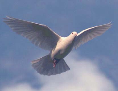 All About Doves, Release Doves, Pigeons and white dove ceremonies ...
