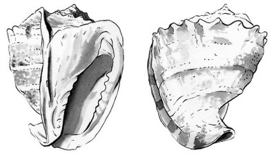 conch-736206.jpg