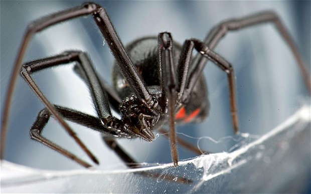 Black widow spider found in grapes from Asda - Telegraph