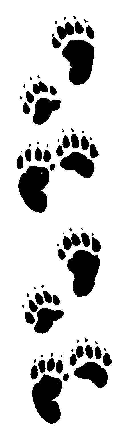 Bear Footprint images