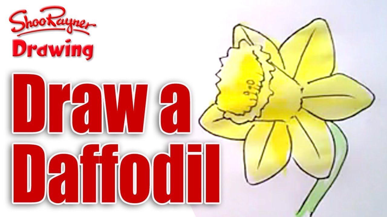 How to draw Daffodils - YouTube
