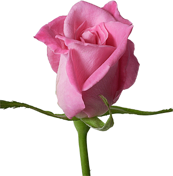 Single Pink Rose - Cliparts.co