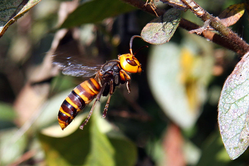 Picture 6 of 7 - Pictures and Images - Asian Giant Hornet (Vespa ...