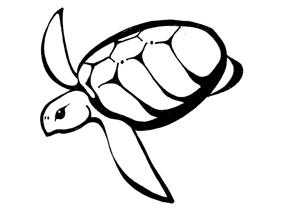 Sea Turtle Plumeria Tattoo Designs Tattoo
