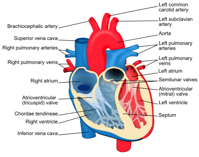 celebrity again: heart diagram for kids